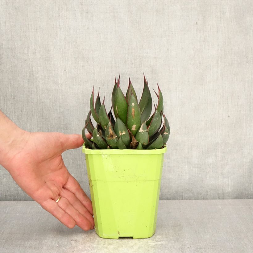 Exemplar von Mangave Praying Hands Topf mit 3L/4L wie im Frühjahr geliefert