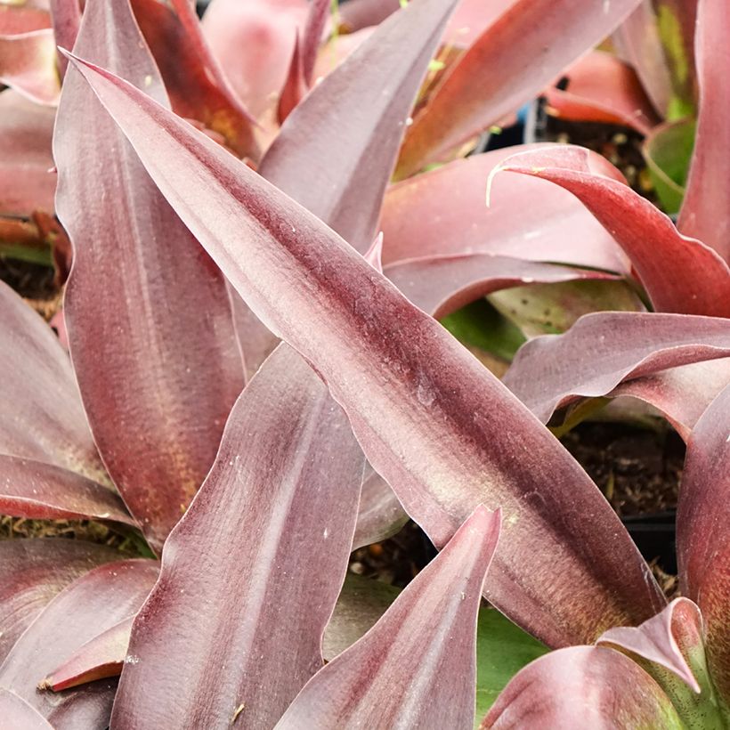 Agave undulata Purple passion (Laub)