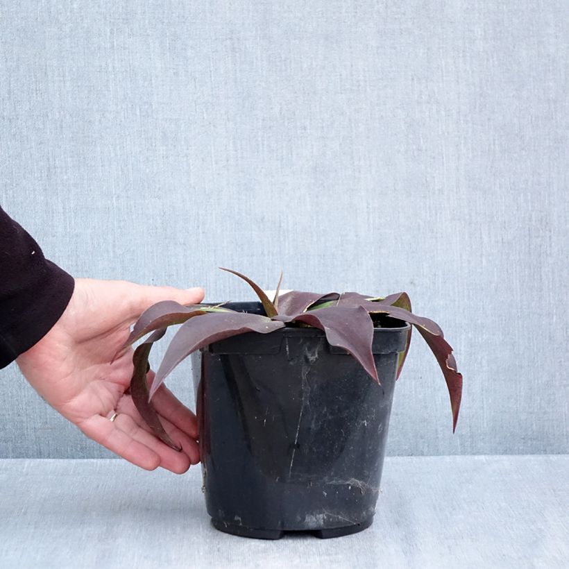 Exemplar von Agave undulata Purple passion Topf mit 3L/4L wie im Herbst geliefert