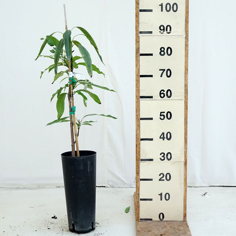 Exemplar von Mangobaum Irwin - Mangifera indica Topf mit 6L/7L wie im Herbst geliefert