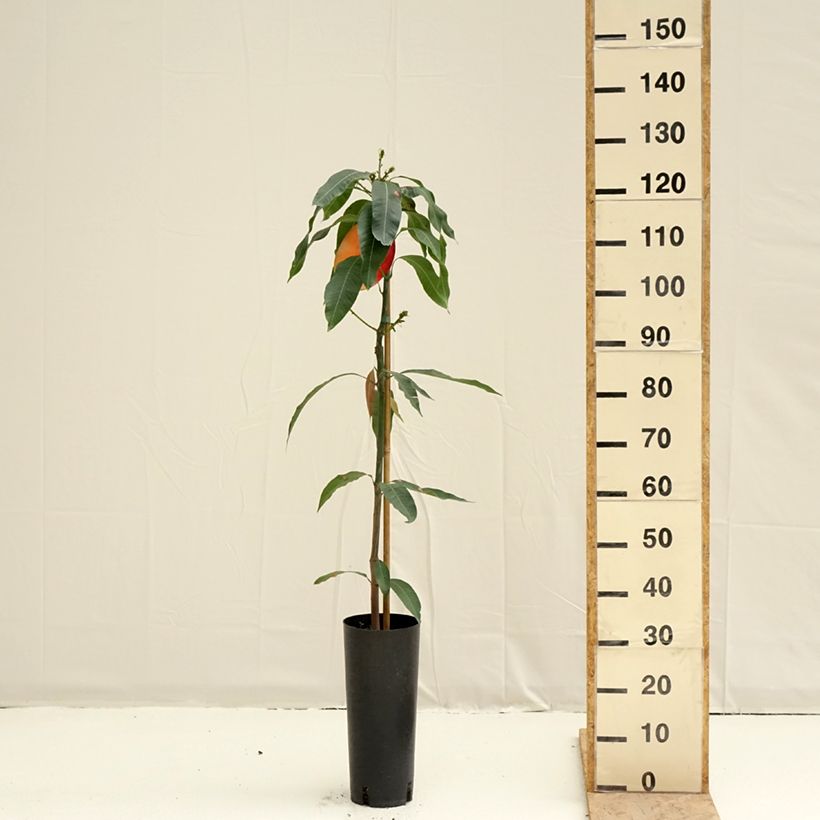 Exemplar von Mangobaum Osteen - Mangifera indica Topf mit 6L/7L wie im Frühjahr geliefert
