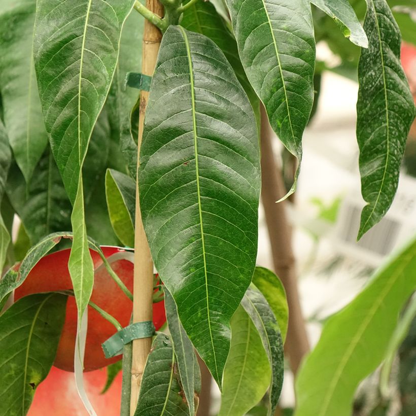 Mangobaum Palmer - Mangifera indica (Laub)