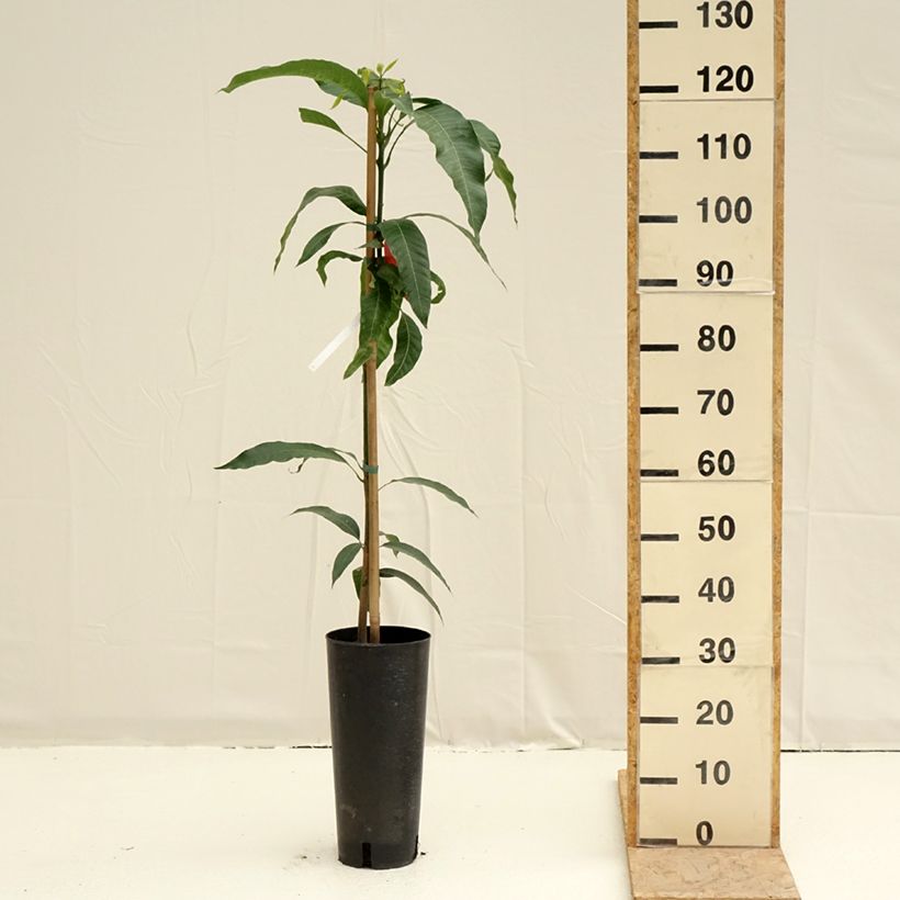 Example of Mangobaum Tommy Atkins - Mangifera indica Topf mit 6L/7L as you get in printemps