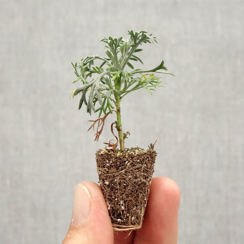 Exemplar von Rhodanthemum hosmariense Flirt - Marokkanische Margerite Mini-Plug Ø 3/4 cm wie im Herbst geliefert