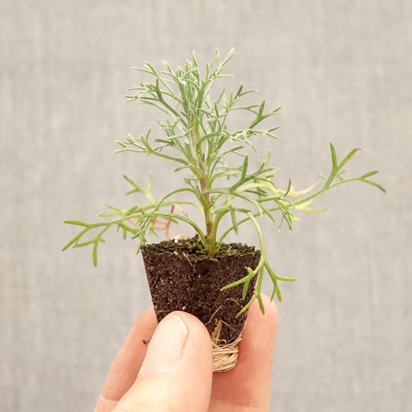 Exemplar von Rhodanthemum hosmariense Flirt - Marokkanische Margerite Mini-Plug Ø 3/4 cm wie im Frühjahr geliefert