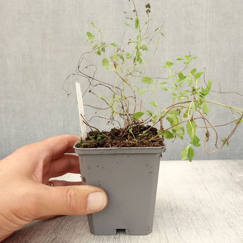 Exemplar von Majoran Pizza - Origanum majorana Kleine Töpfe von 8/9 cm wie im Herbst geliefert