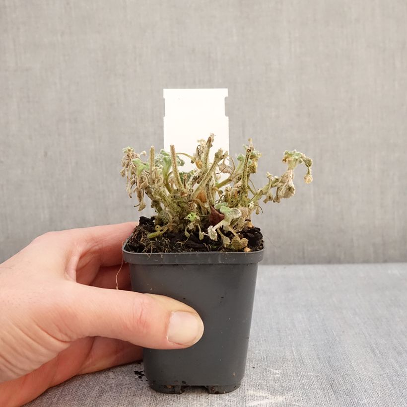 Exemplar von Marrubium incanum - Marrube gris ou blanchi  Kleine Töpfe von 8/9 cm wie im Winter geliefert