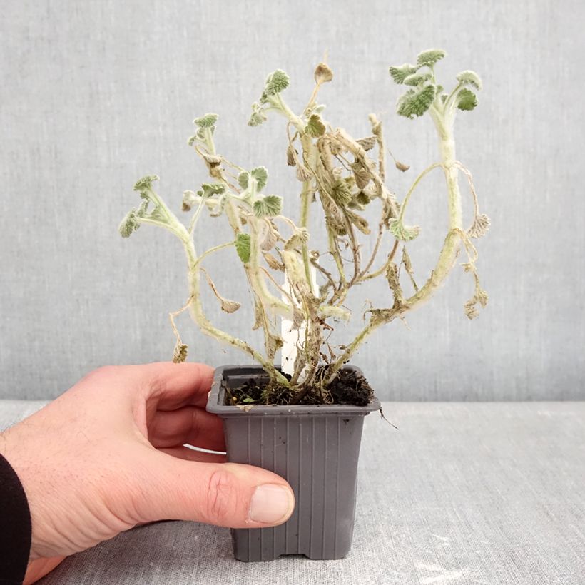 Exemplar von Marrubium supinum - Marrube couché Kleine Töpfe von 8/9 cm wie im Winter geliefert