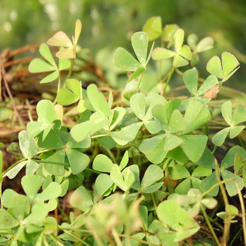 Marsilea quadrifolia - Kleefarn (Foliage)