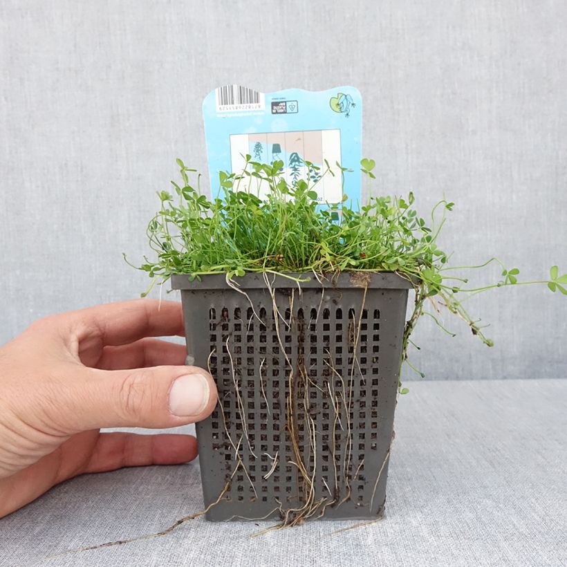 Example of Marsilea quadrifolia - Kleefarn Topf mit 1L/1,5L as you get in printemps