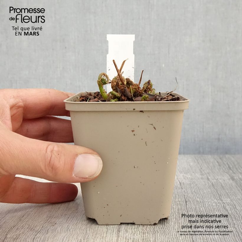 Example of Asiatischer Straußenfarn - Matteuccia orientalis Kleine Töpfe von 8/9 cm as you get in printemps