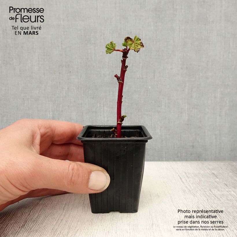 Example of Wilde Malve - Malva sylvestris Kleine Töpfe von 7/8 cm as you get in printemps