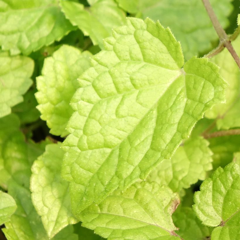 Meehania urticifolia Japan Blau - Asiatische Taubnessel (Laub)