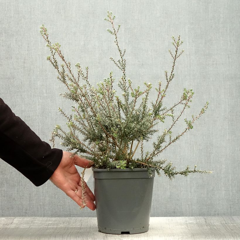 Exemplar von Melaleuca squamea - Myrtenheide Topf mit 3L/4L wie im Herbst geliefert