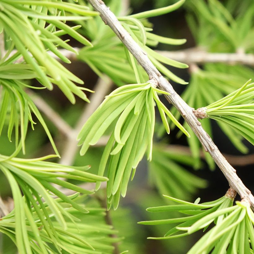 Pseudolarix amabilis - Goldlärche (Foliage)