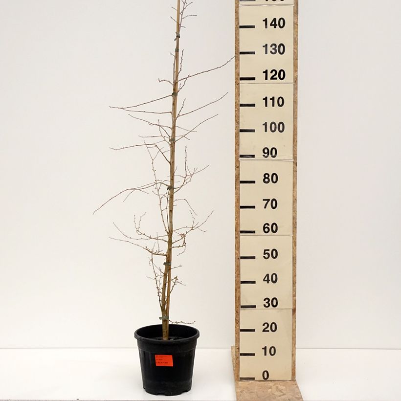 Exemplar von Mélèze de Chine - Pseudolarix amabilis Pot de 7,5L/10L wie im Winter geliefert
