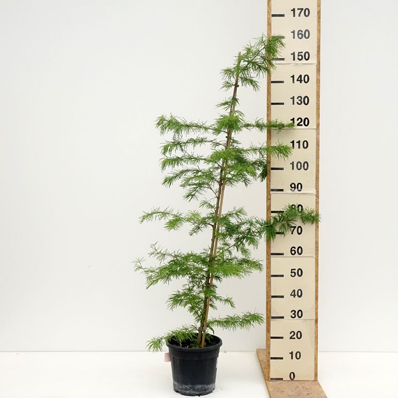 Example of Pseudolarix amabilis - Goldlärche Topf mit 7,5L/10L as you get in printemps