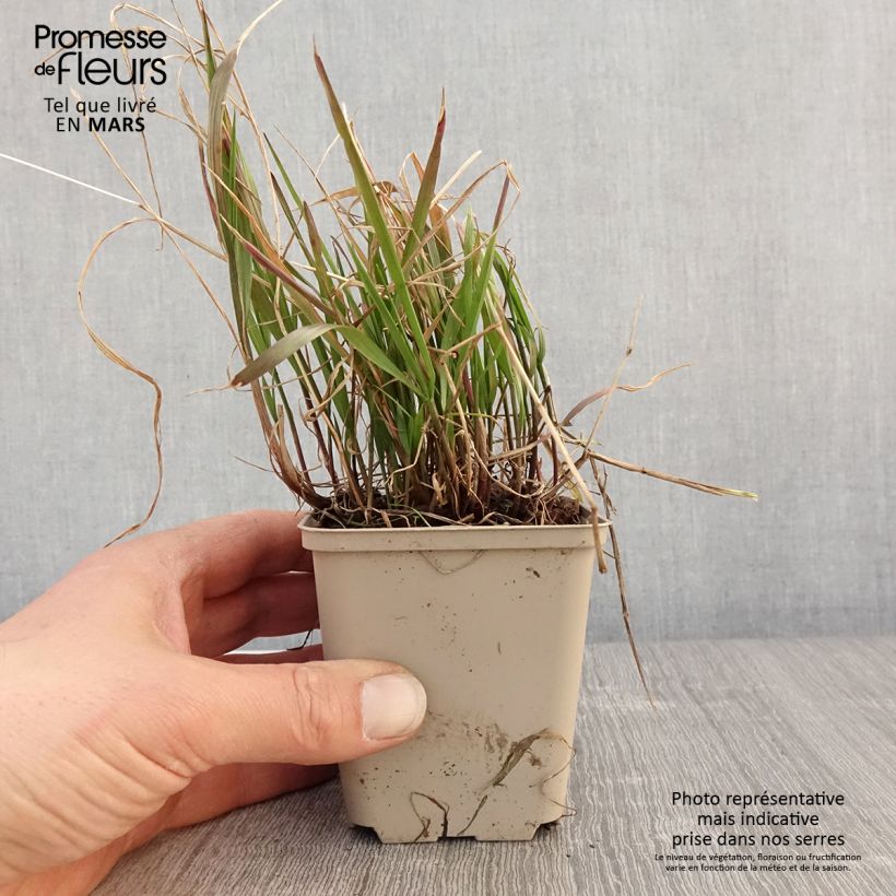 Example of Melica nutans - Nickendes Perlgras Kleine Töpfe von 8/9 cm as you get in printemps