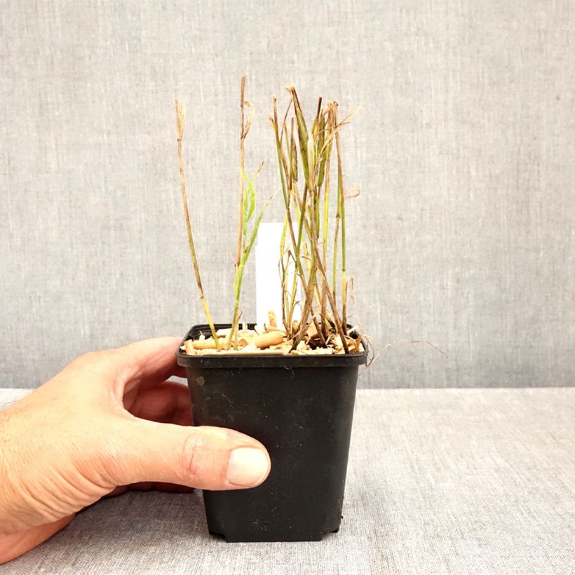 Exemplar von Melica uniflora var. albida - Einblütiges Perlgras Kleine Töpfe von 8/9 cm wie im Herbst geliefert