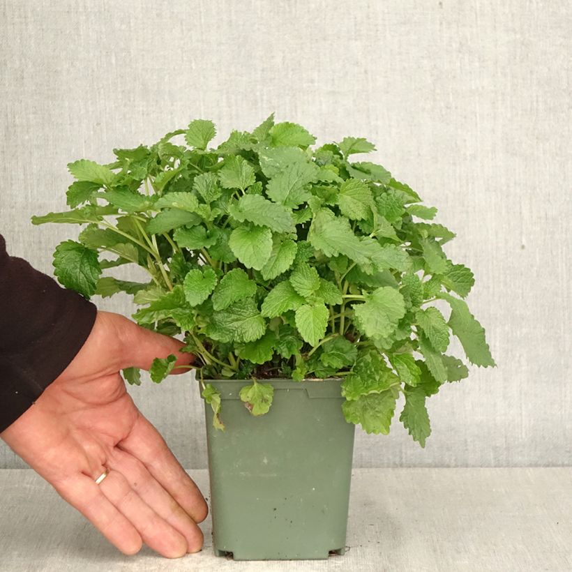 Exemplar von Melisse Aurea - Melissa officinalis Topf mit 1L/1,5L wie im Frühjahr geliefert