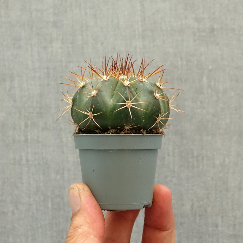 Exemplar von Melonenkaktus - Melocactus azureus Mini-Pflanze wie im Frühjahr geliefert