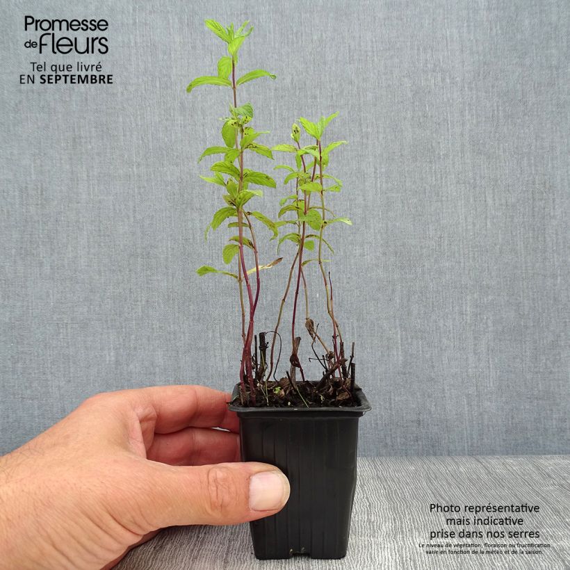 Exemplar von Algerische Fruchtminze - Mentha Algerienne Kleine Töpfe von 7/8 cm wie im Herbst geliefert