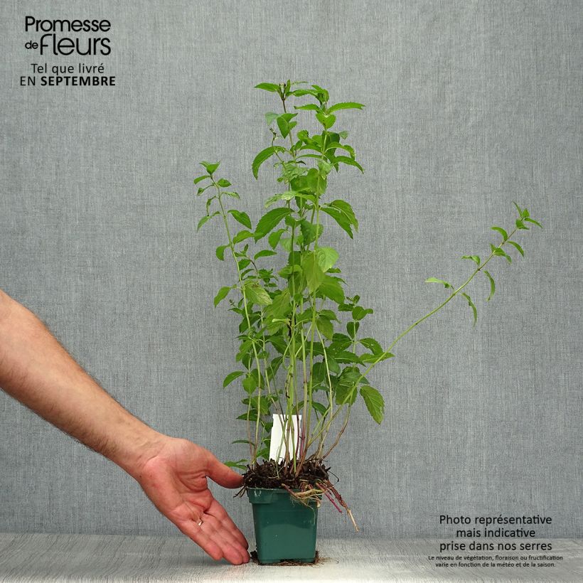 Exemplar von Pfefferminze Citaro - Mentha piperita Topf 10 cm/11cm wie im Herbst geliefert