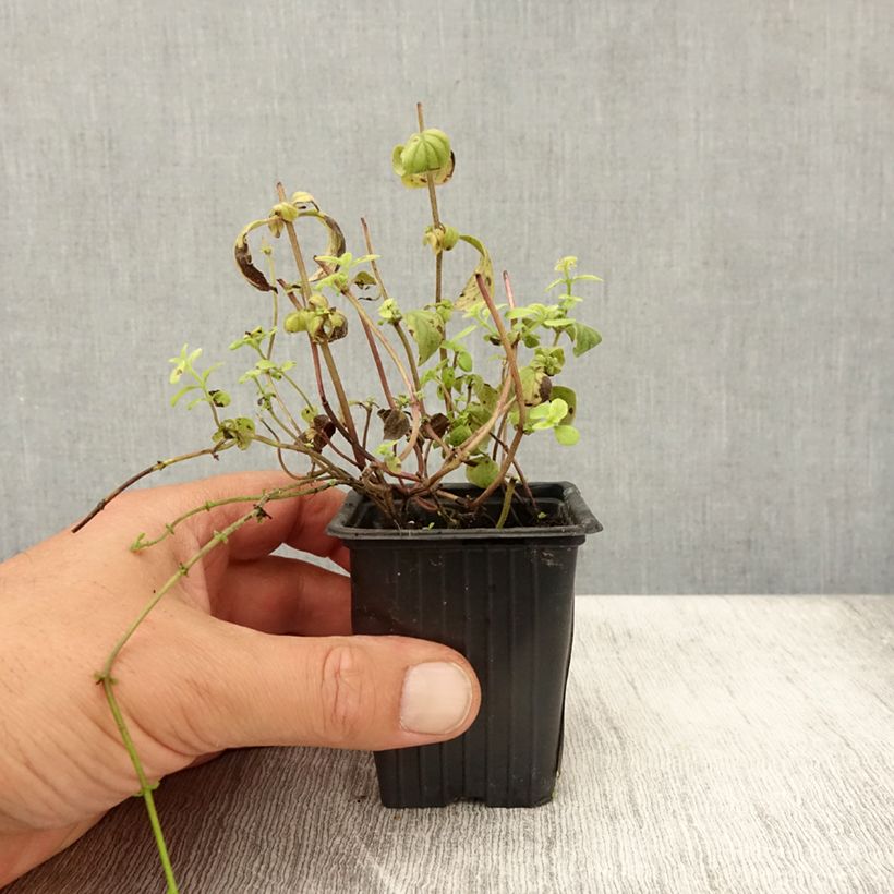 Exemplar von Acker-Minze Banana Bio - Mentha arvensis Kleine Töpfe von 8/9 cm wie im Sommer geliefert