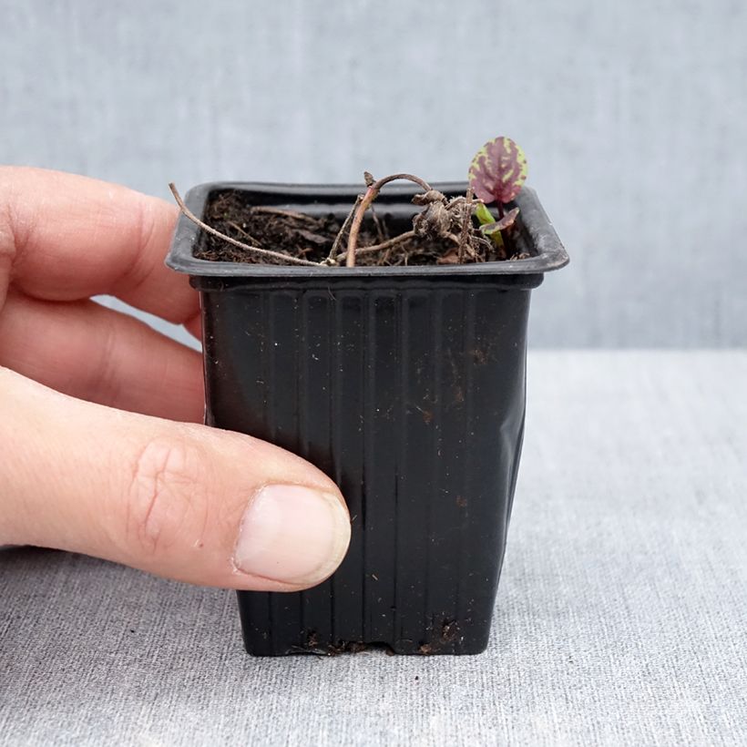 Exemplar von Acker-Minze Banana Bio - Mentha arvensis Kleine Töpfe von 8/9 cm wie im Frühjahr geliefert