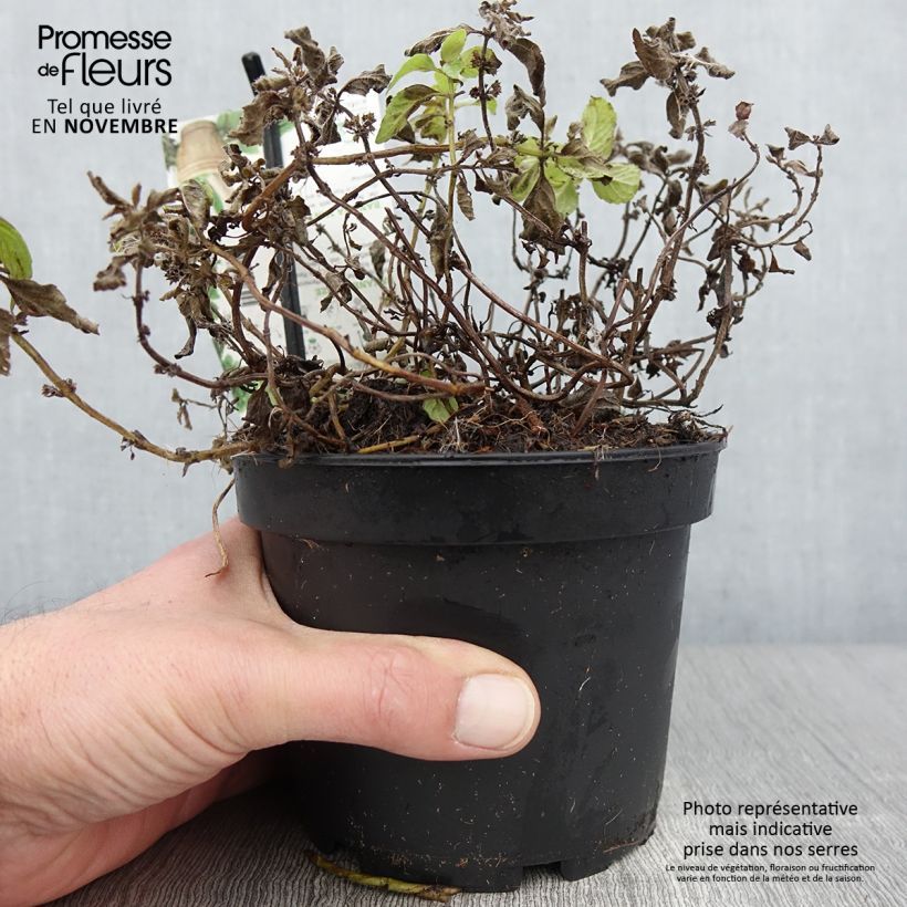 Exemplar von Acker-Minze Banana - Mentha arvensis Topf mit 1,5L/2L wie im Herbst geliefert
