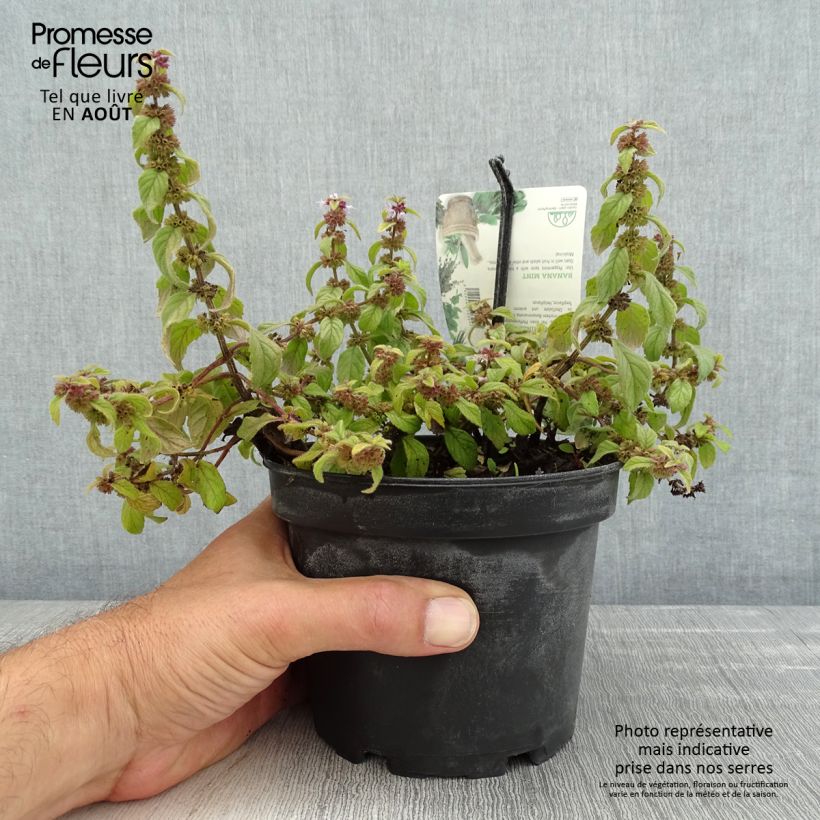 Exemplar von Acker-Minze Banana - Mentha arvensis Topf mit 1,5L/2L wie im Sommer geliefert