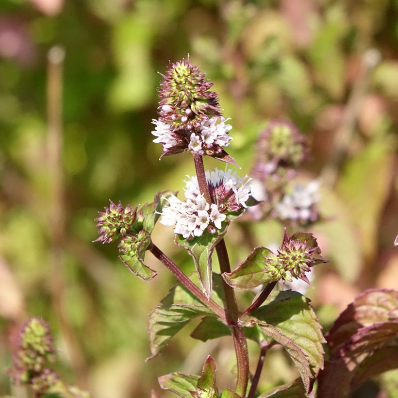 Zitronen-Minze Bergamote - Mentha citrata (Flowering)
