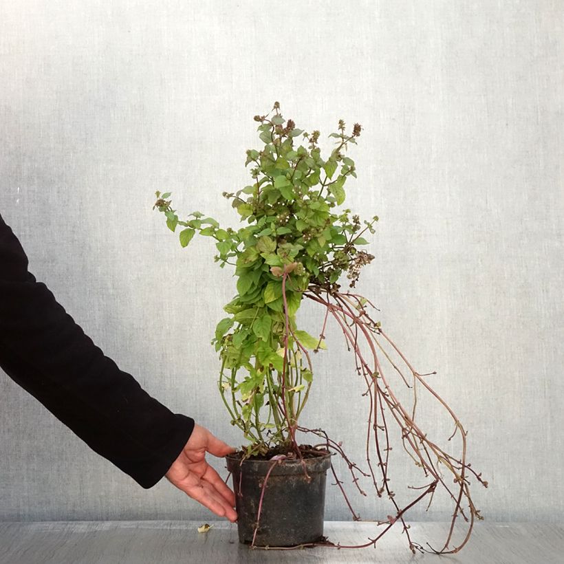 Exemplar von Menthe Bergamote BIO - Mentha citrata Bergamote Pot de 2L/3L wie im Herbst geliefert