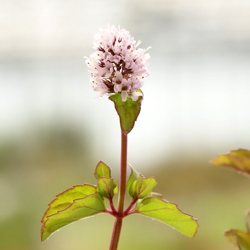Pfefferminze chartreuse - Mentha piperita (Flowering)
