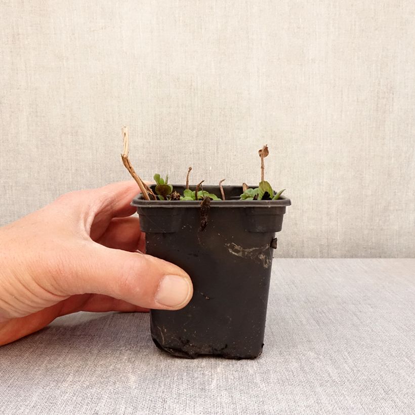 Example of Pfefferminze chartreuse - Mentha piperita Kleine Töpfe von 8/9 cm as you get in printemps