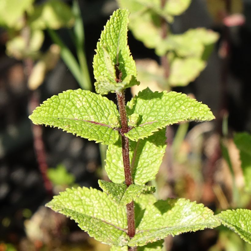 Chinesische Minze - Mentha haplocalyx (Foliage)