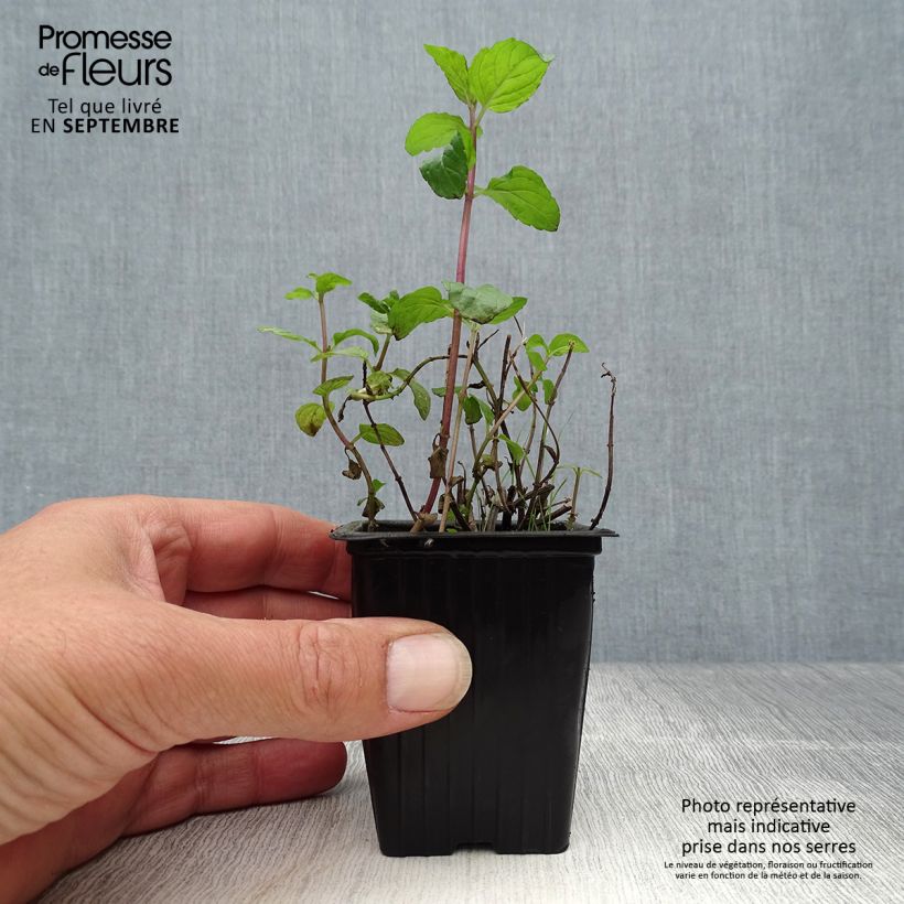 Exemplar von Pfefferminze schocominze - Mentha piperita Kleine Töpfe von 8/9 cm wie im Herbst geliefert