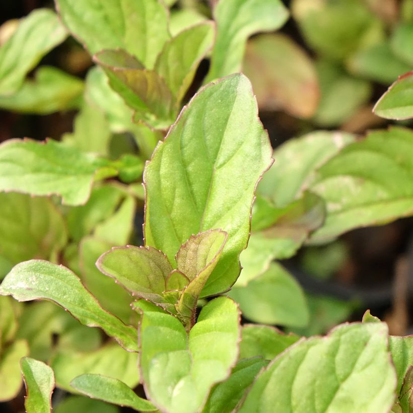 Zitronen-Minze - Mentha citrata (Foliage)