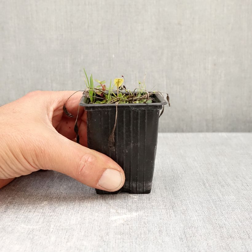 Exemplar von Marienblatt - Tanacetum balsamita Kleine Töpfe von 7/8 cm wie im Herbst geliefert