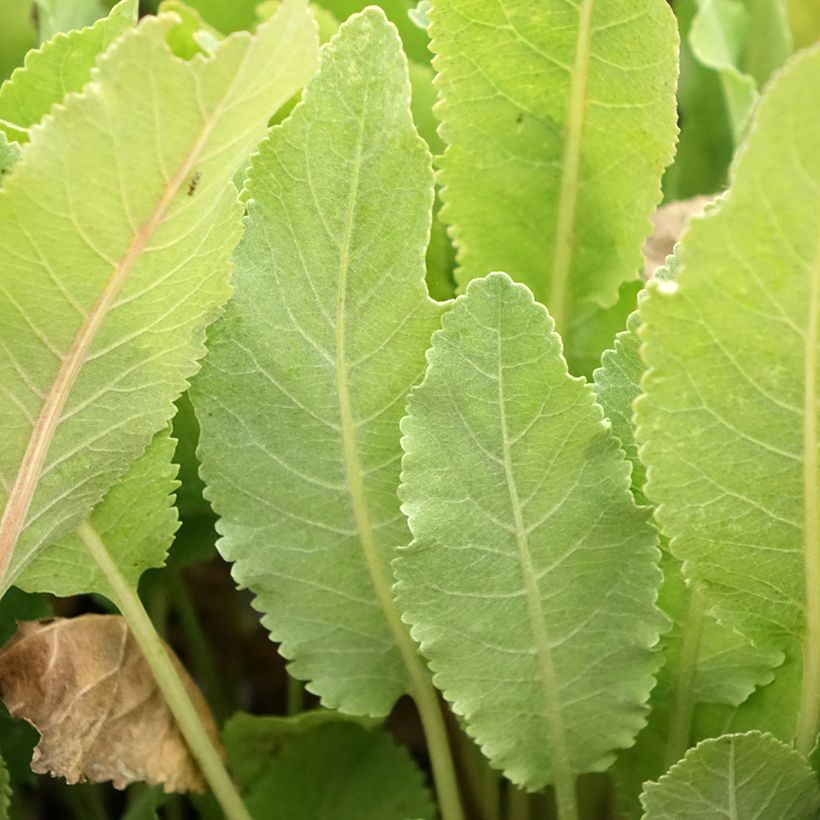 Marienblatt - Tanacetum balsamita (Foliage)