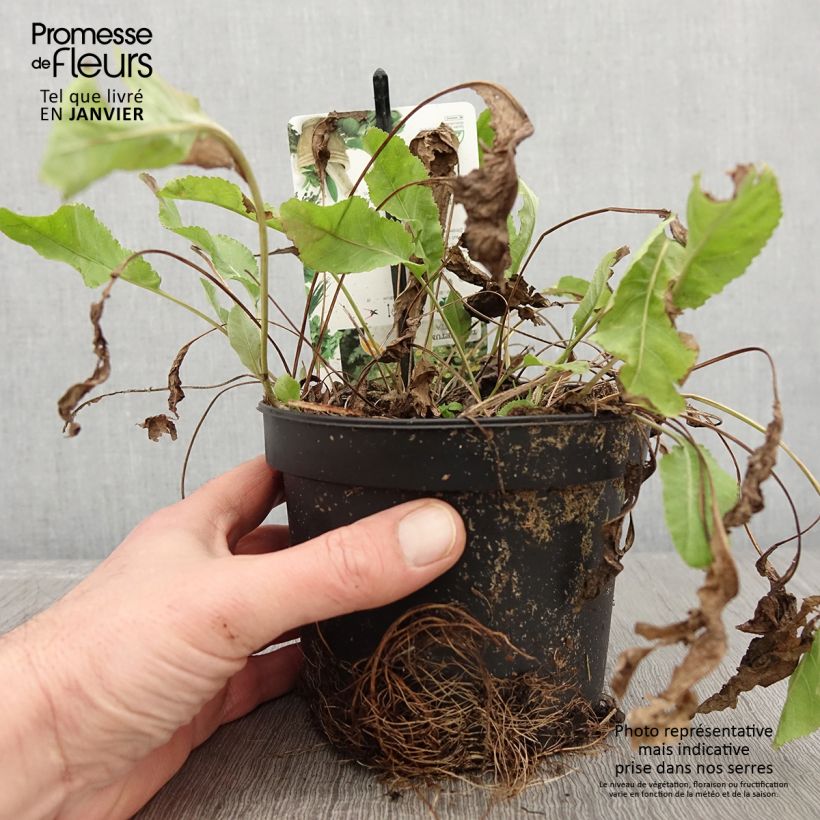 Exemplar von Menthe Coq - Tanacetum balsamita Pot de 1,5L/2L wie im Winter geliefert