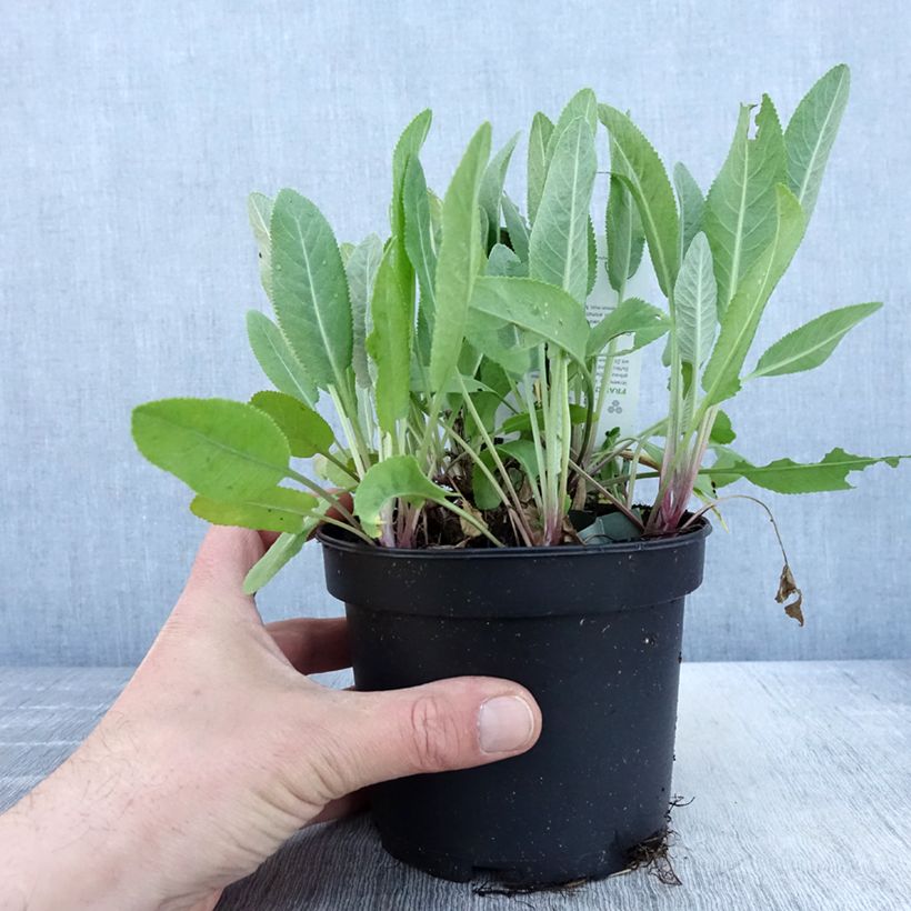 Example of Marienblatt - Tanacetum balsamita Topf mit 1,5L/2L as you get in printemps