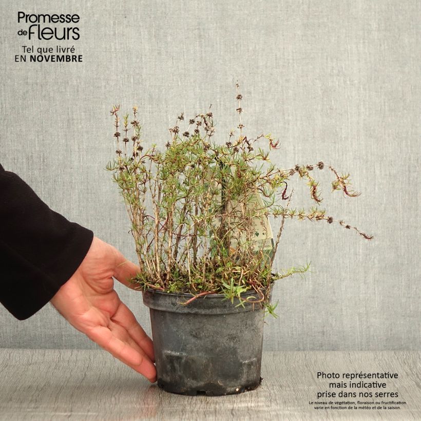 Exemplar von Menthe des Cerfs - Mentha cervina Pot de 1,5L/2L wie im Herbst geliefert