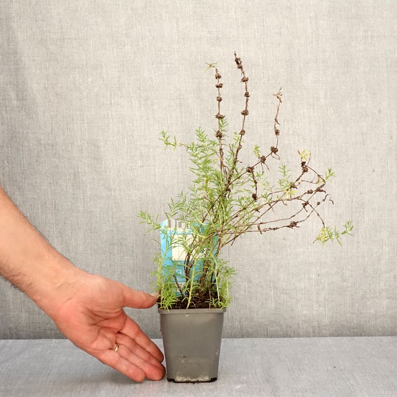 Exemplar von Hirsch-Minze Alba - Mentha cervina Kleine Töpfe von 8/9 cm wie im Herbst geliefert