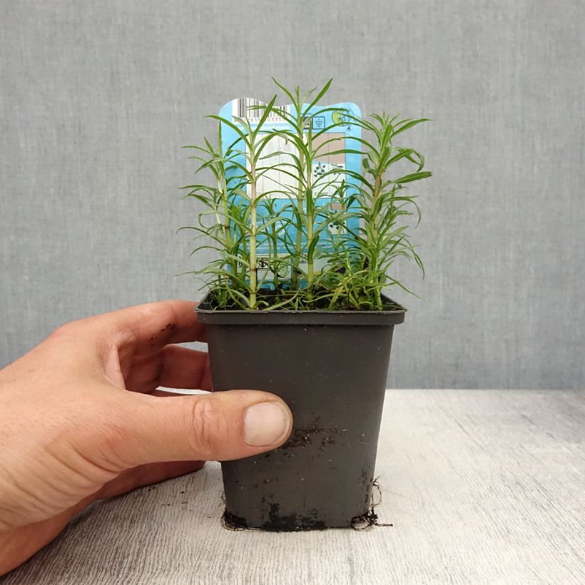 Example of Hirsch-Minze Alba - Mentha cervina Kleine Töpfe von 8/9 cm as you get in printemps