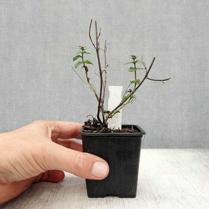 Exemplar von Amerikanische Bergminze - Pycnanthemum muticum Kleine Töpfe von 8/9 cm wie im Herbst geliefert