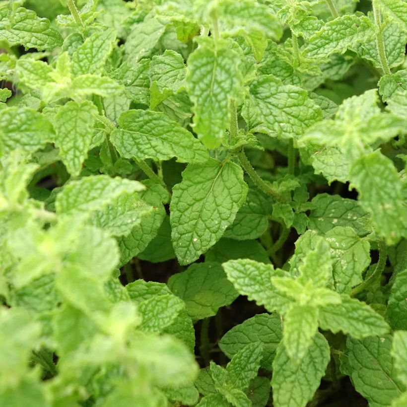 Ähren-Minze Fraise - Mentha spicata (Foliage)
