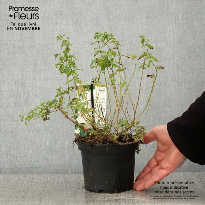 Exemplar von Ähren-Minze Fraise Bio - Mentha spicata Topf mit 1,5L/2L wie im Herbst geliefert