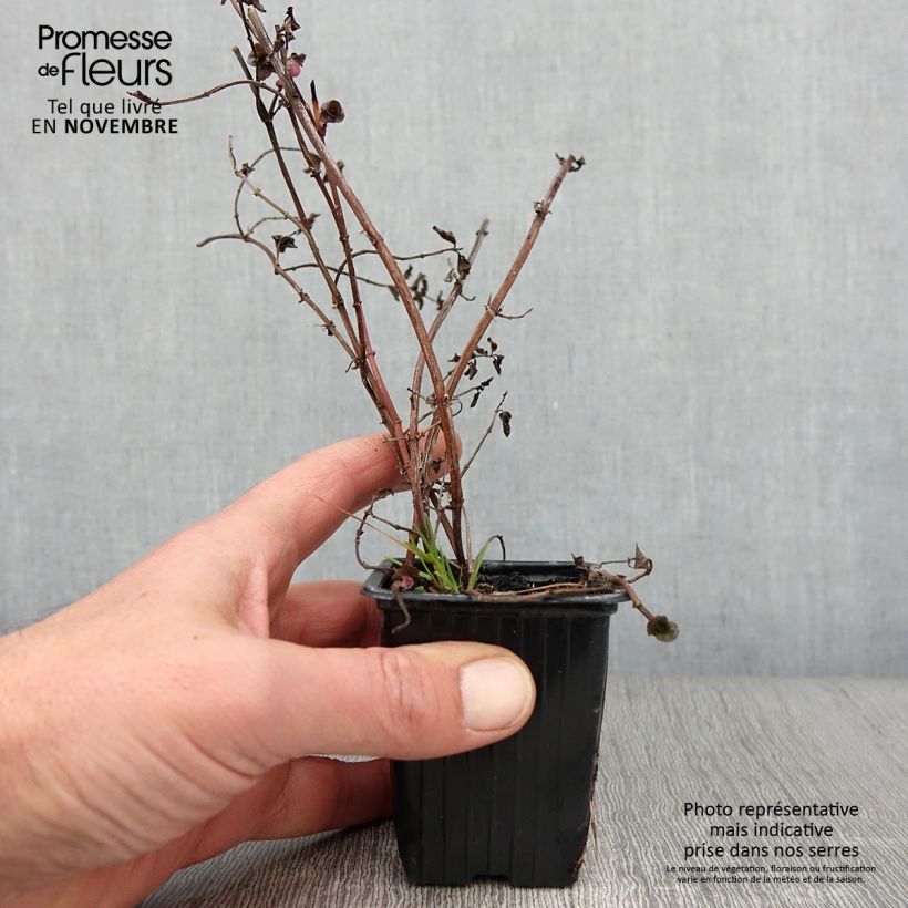 Exemplar von Zitronen-Minze Goût d'Orange - Mentha citrata Kleine Töpfe von 8/9 cm wie im Herbst geliefert