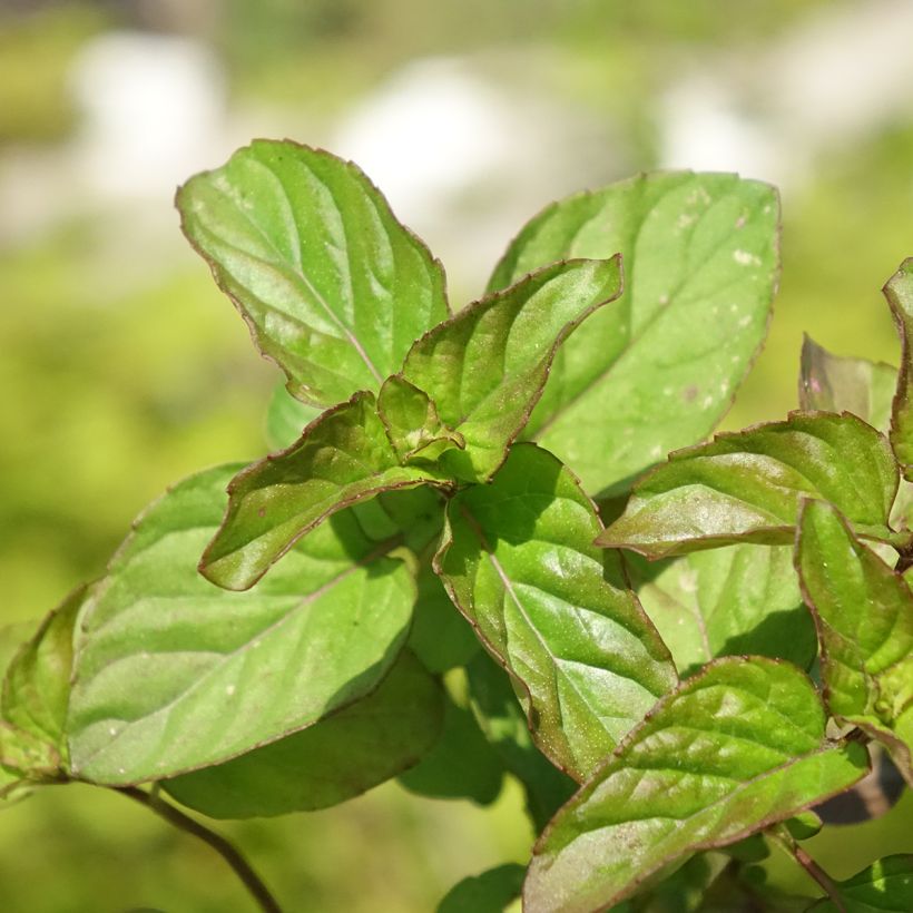 Zitronen-Minze Goût d'Orange bio - Mentha citrata (Laub)